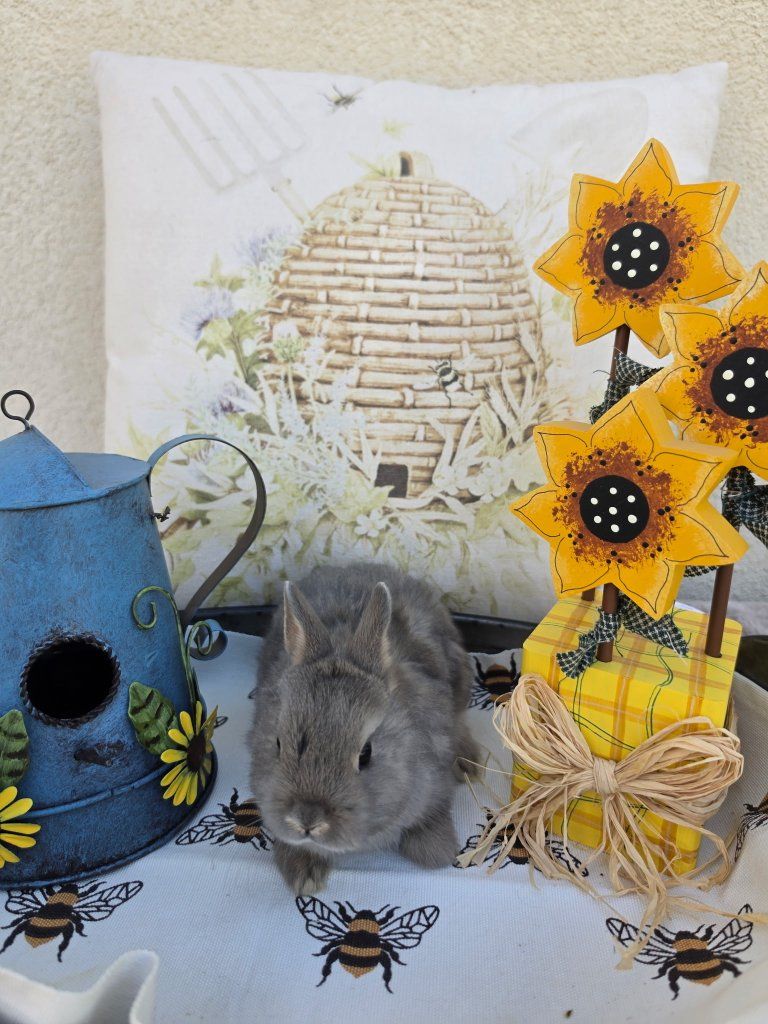 Opal Netherland Dwarf Buck