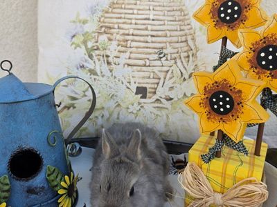 Opal Netherland Dwarf Buck
