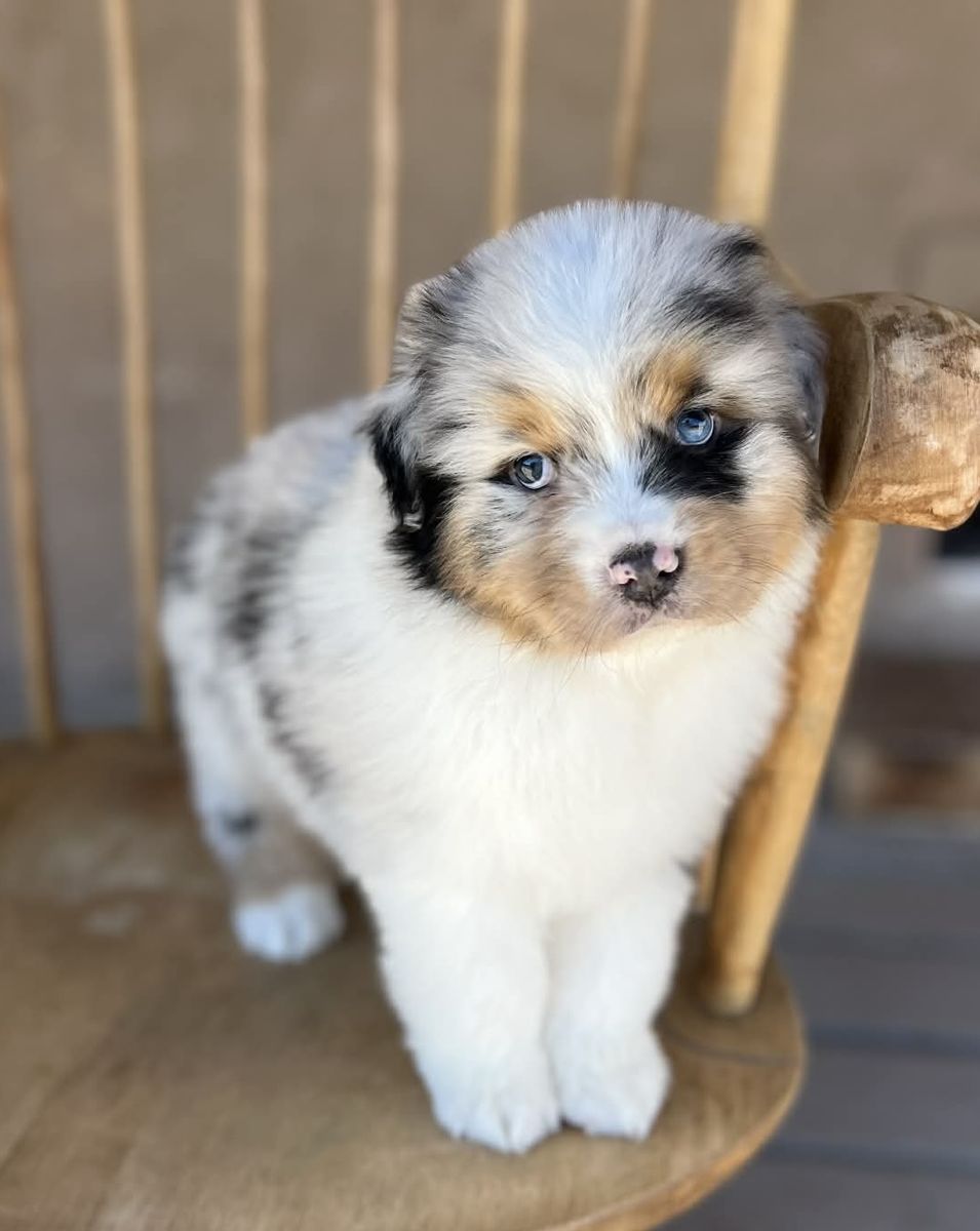 Beautiful Registered Australian shepherd puppies