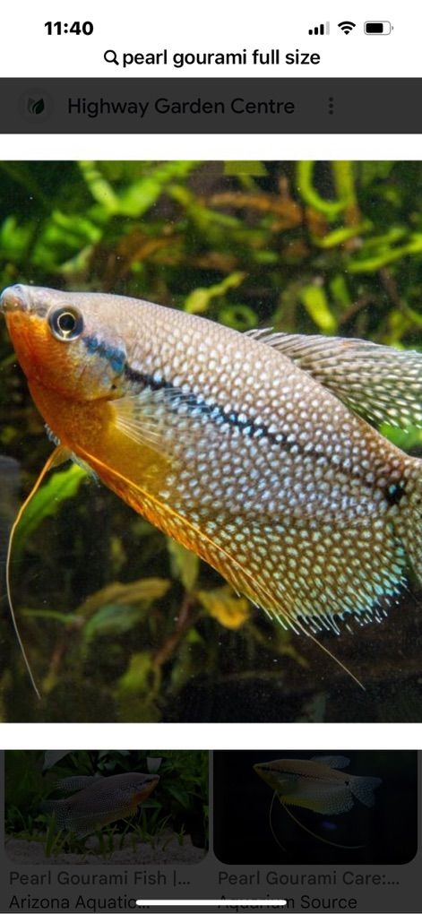 Pearl Gourami
