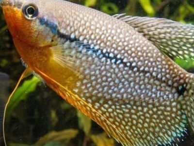 Pearl Gourami