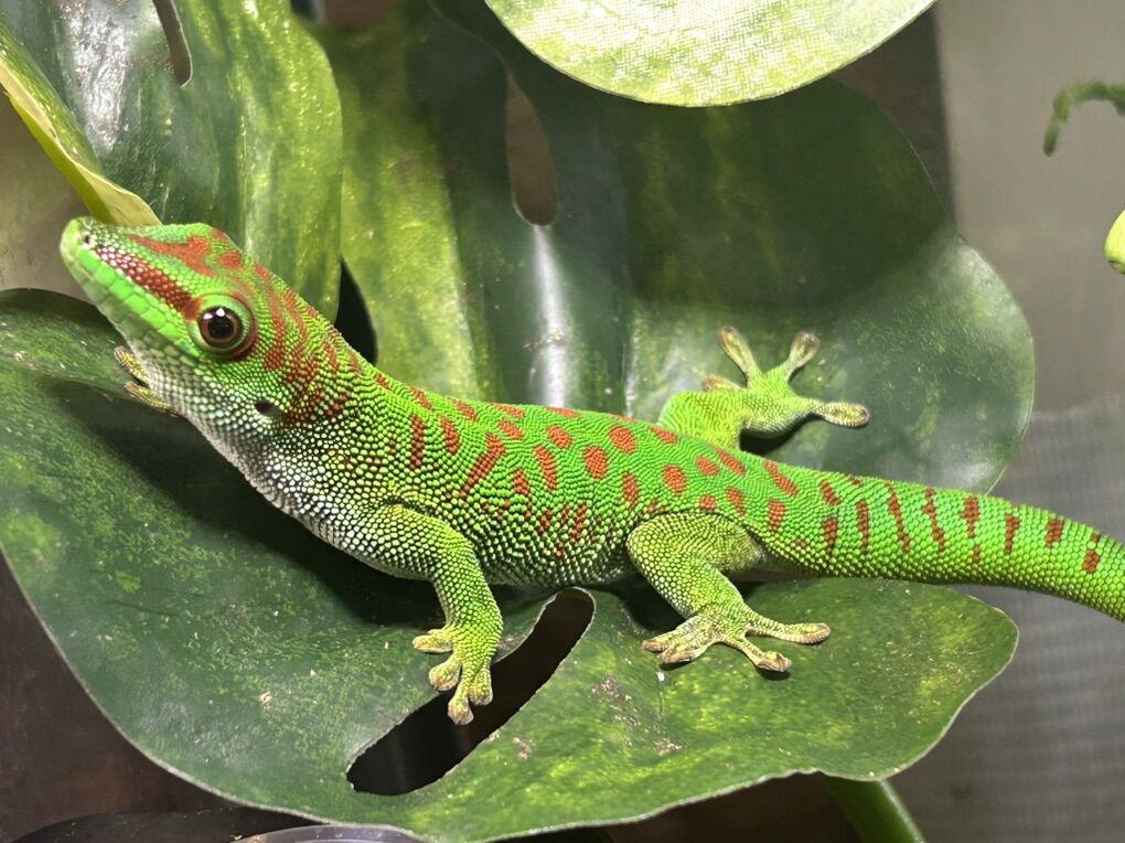 Crimson Giant Day Gecko