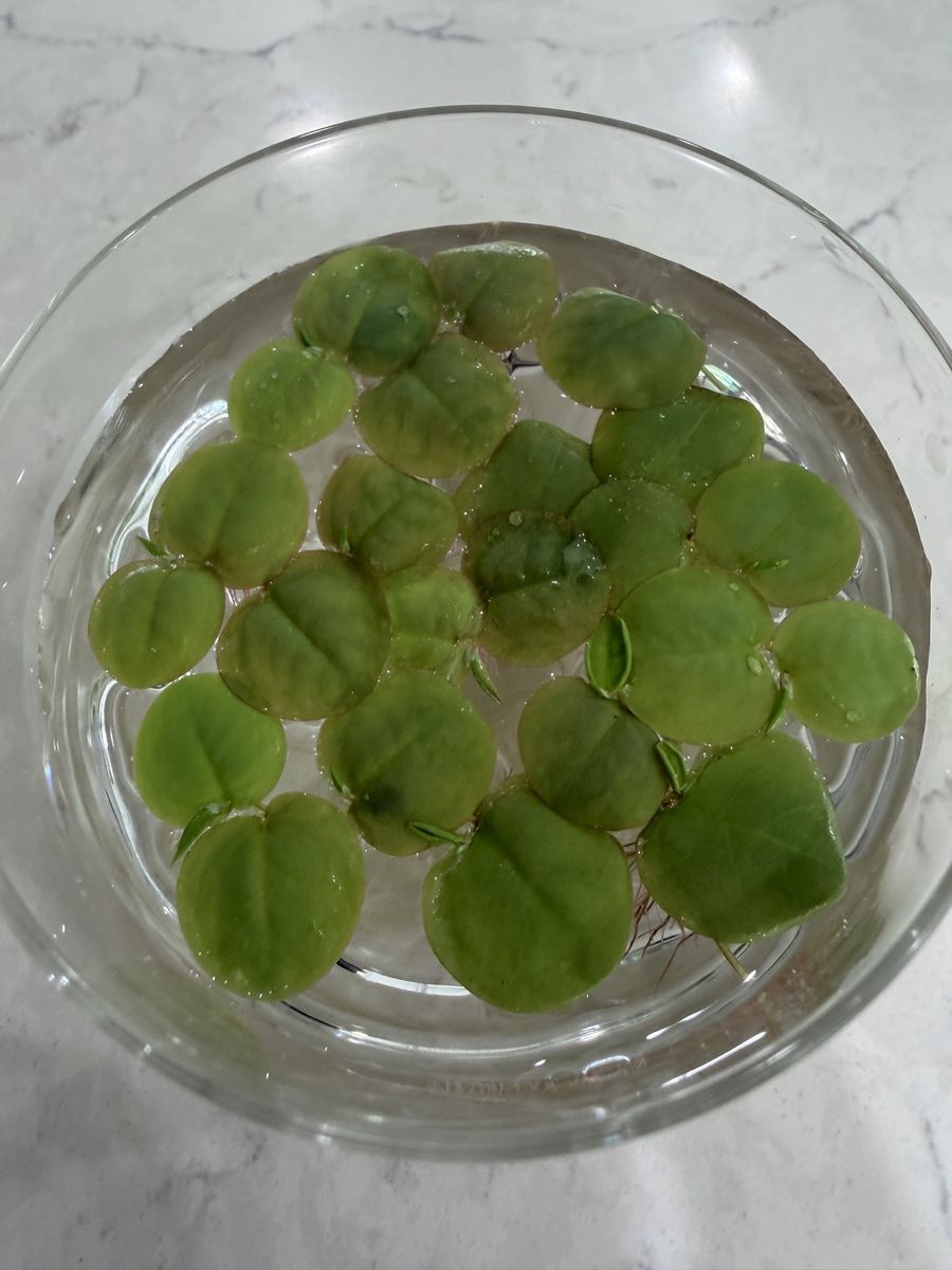 Red root floaters