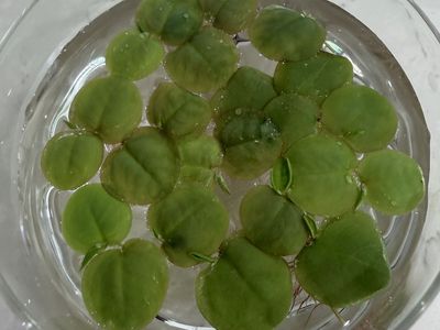 Red root floaters