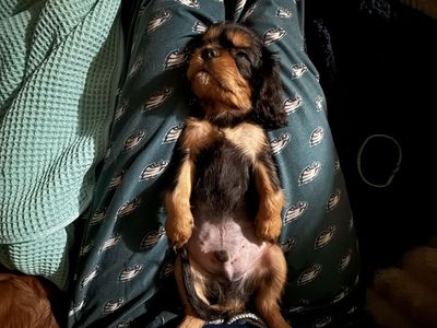 Cavalier King Charles Puppies