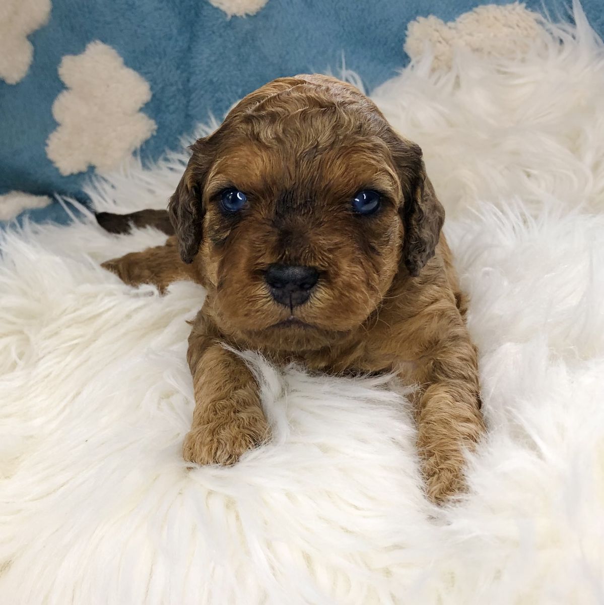 mini Cockapoo/Cavapoo