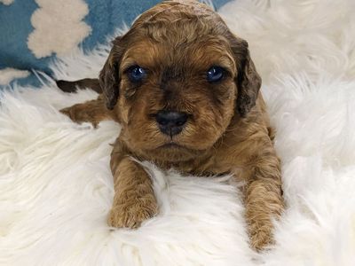 mini Cockapoo/Cavapoo