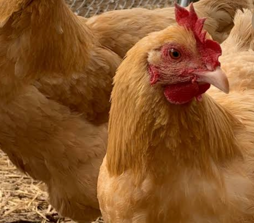 Pollos gratis Free Chickens