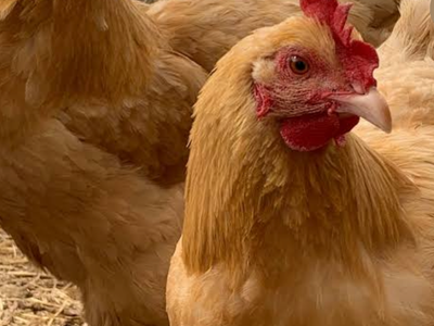 Pollos gratis Free Chickens