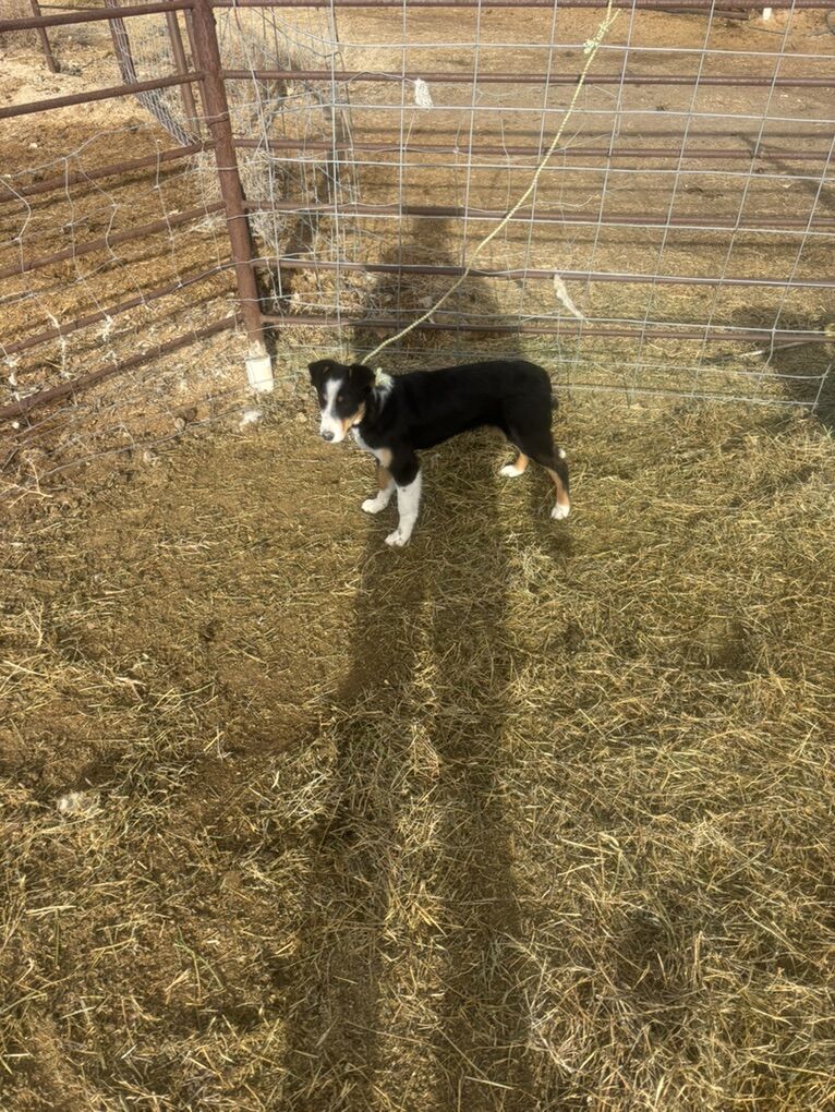 7 Month Border Collie