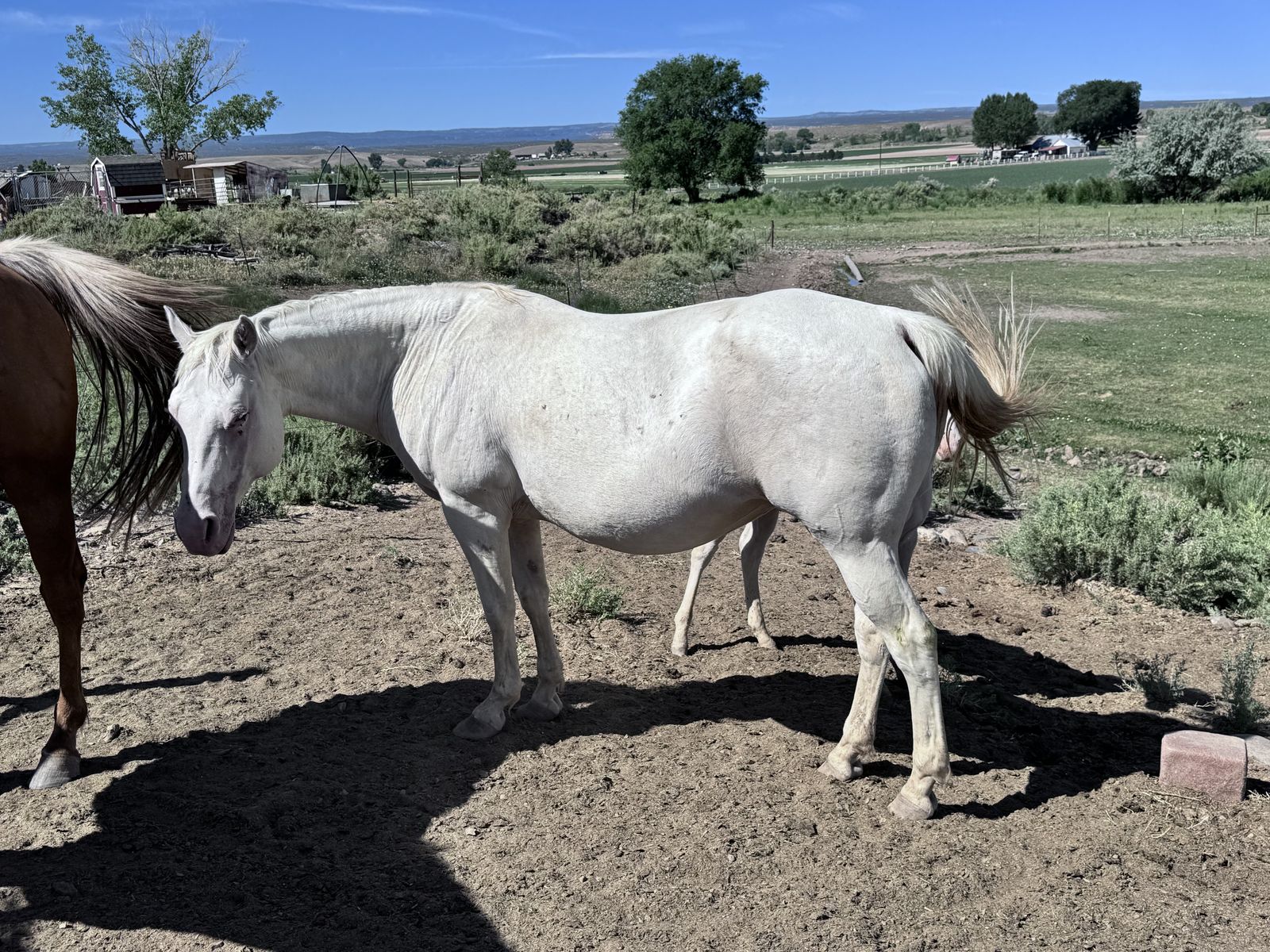 AQHA Broodmare