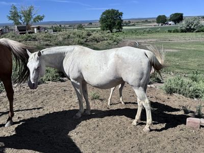AQHA Broodmare