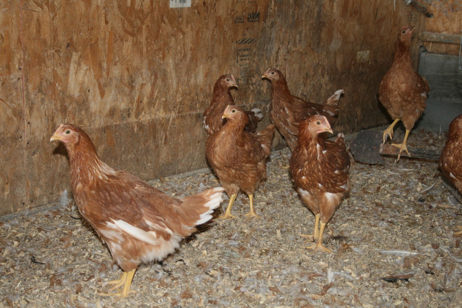 Laying Red Star hens
