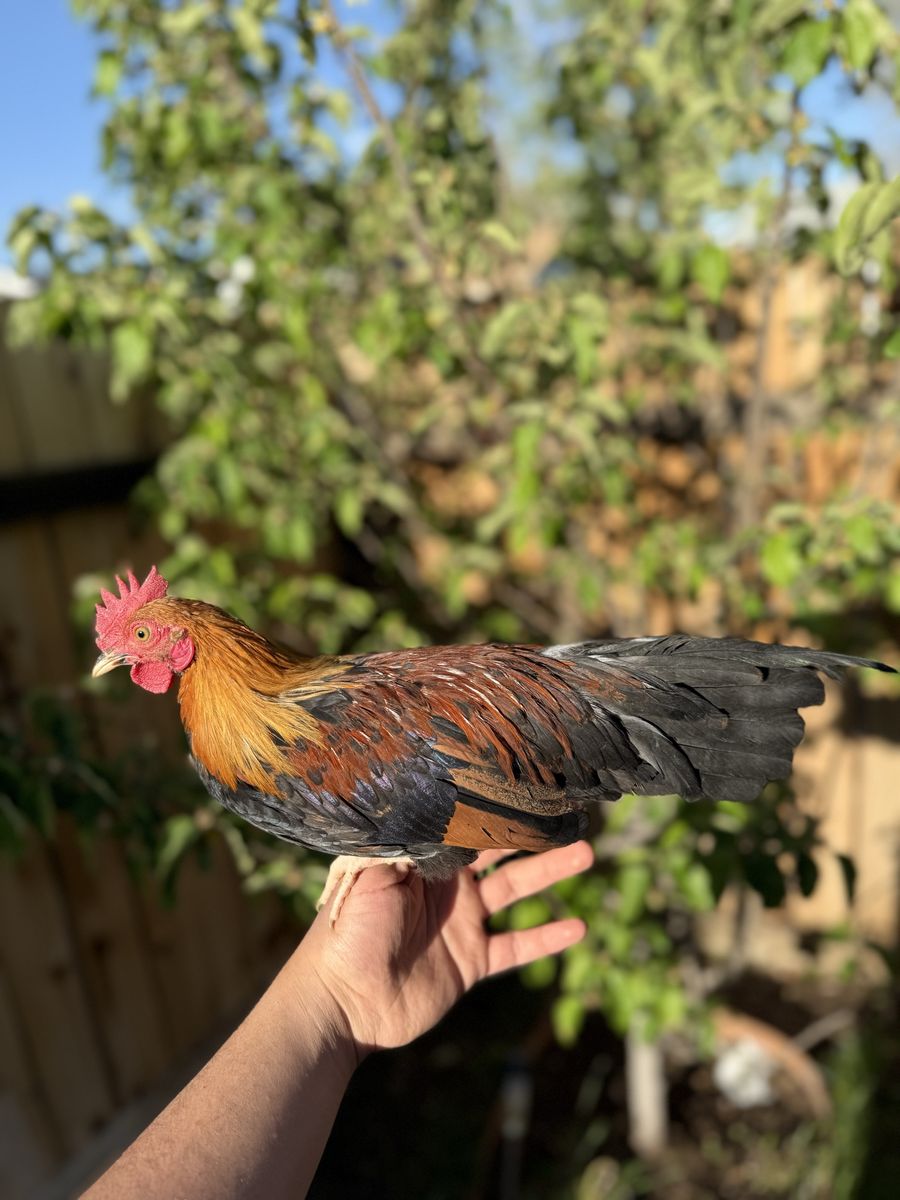 Azteca con mini fenix