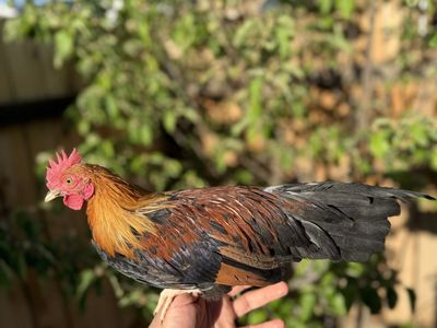 Azteca con mini fenix