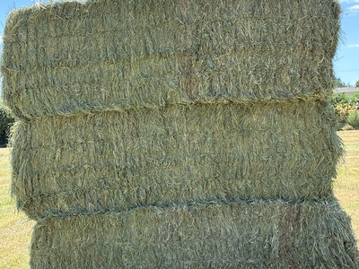 Premium Grass Hay
