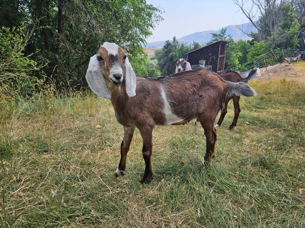 Nubian wethers. Super Friendly. weed eaters. Companion goat. meat