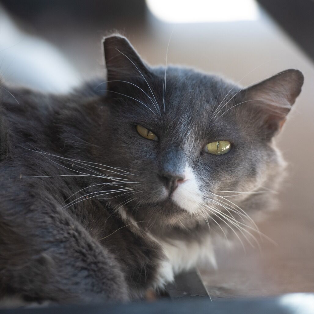 Hello my name is Thunder