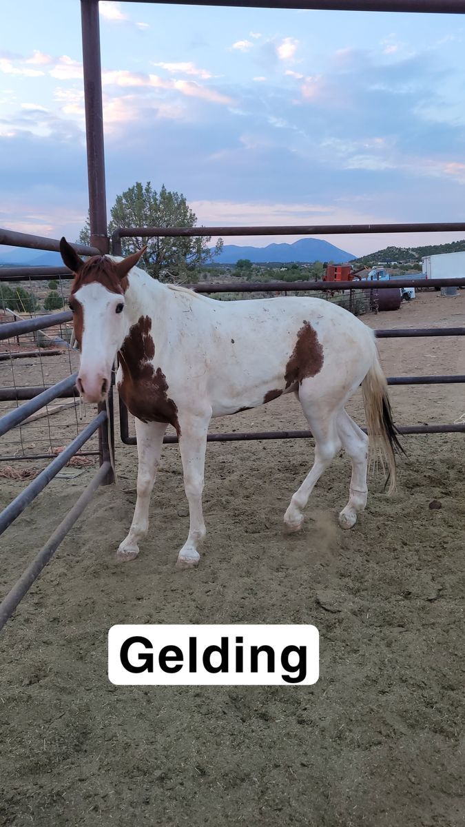 Gelding