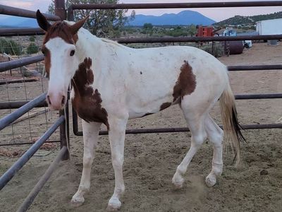 Gelding