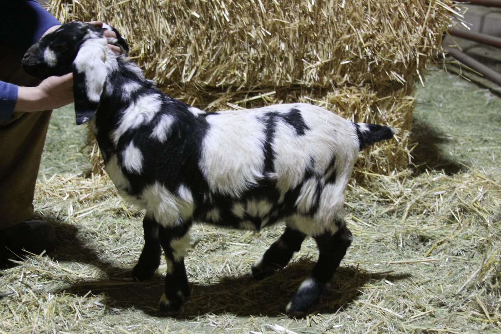 Dapple Boar Buck/whether/show goat