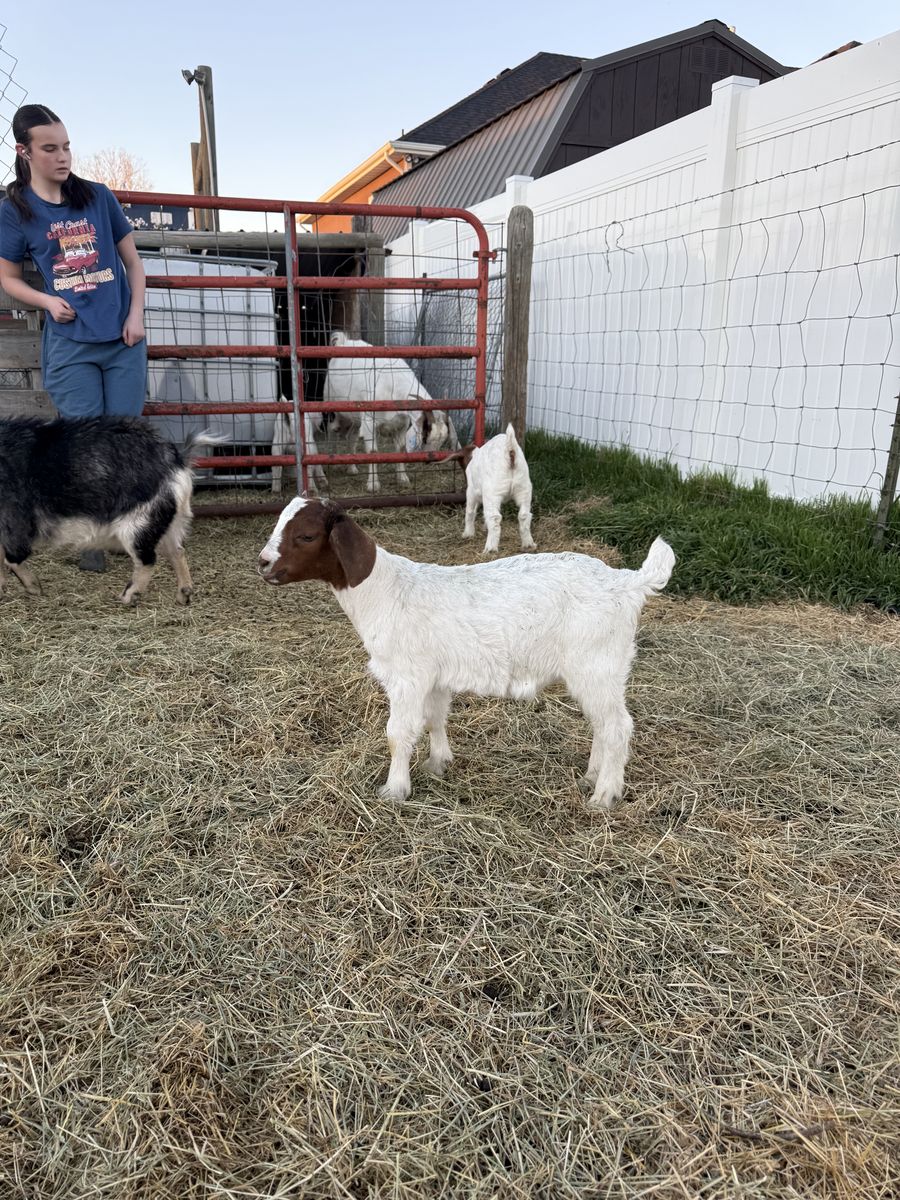 4-H / FFA / Show Fair Goats