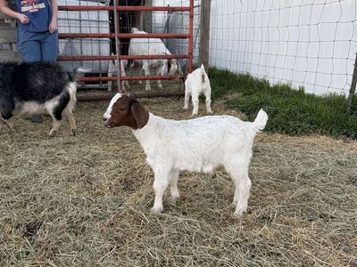 4-H / FFA / Show Fair Goats