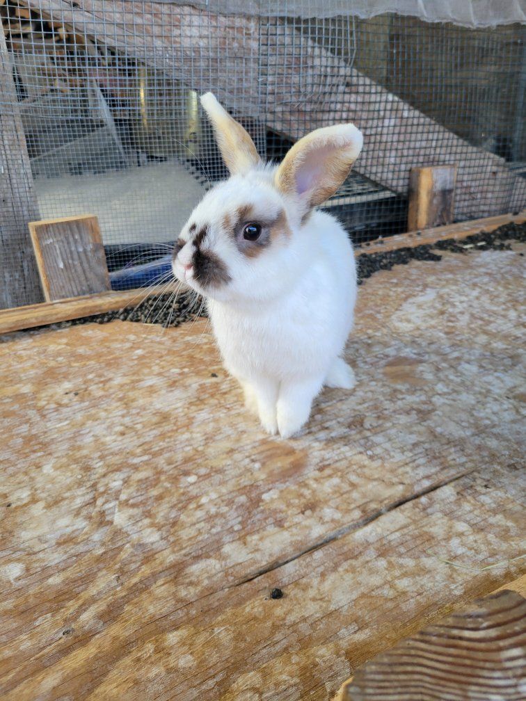lionhead mix boy bunny for sale