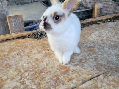 lionhead mix boy bunny for sale