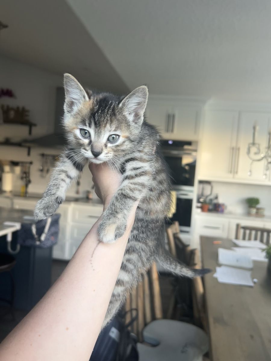 Kittens!!
