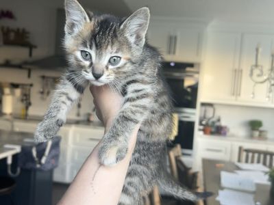 Kittens!!
