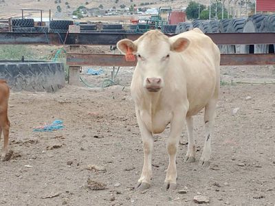 Charolais Cow with Young Red Calf Pair