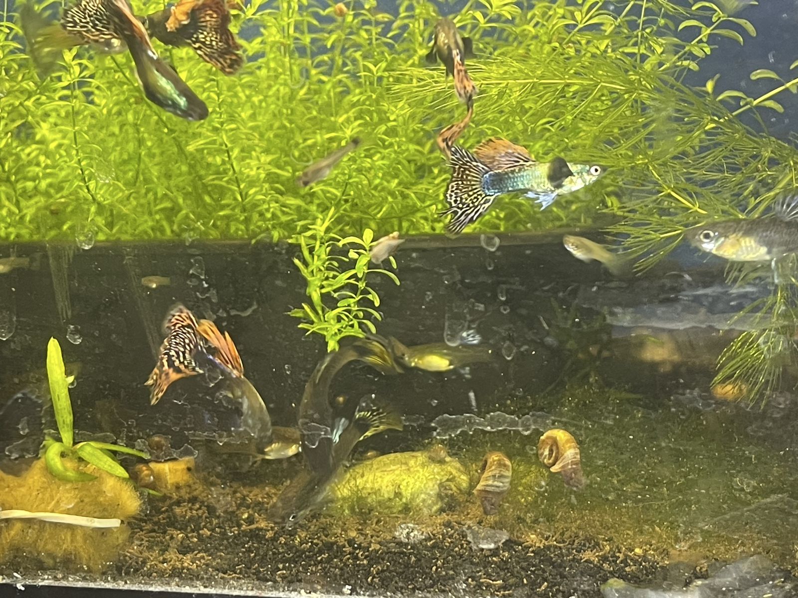 Dragon guppy male/female