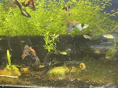 Dragon guppy male/female
