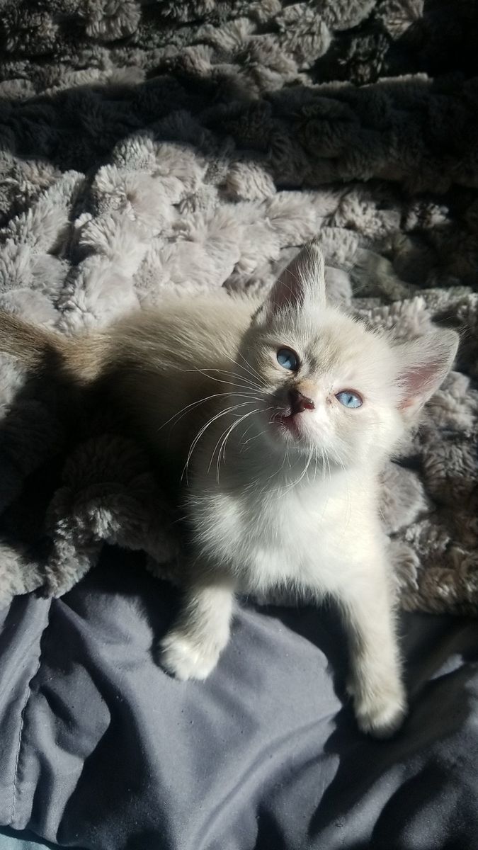 Ragdoll/Siamese Kitten for sale