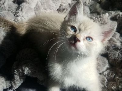 Ragdoll/Siamese Kitten for sale