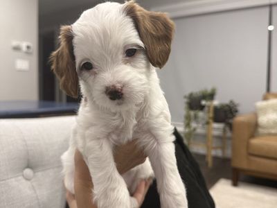 Female Mini Cavapoo pup