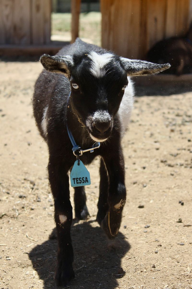 Nigerian Dwarf Doeling - ADGA Registered