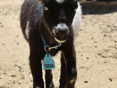 Nigerian Dwarf Doeling - ADGA Registered