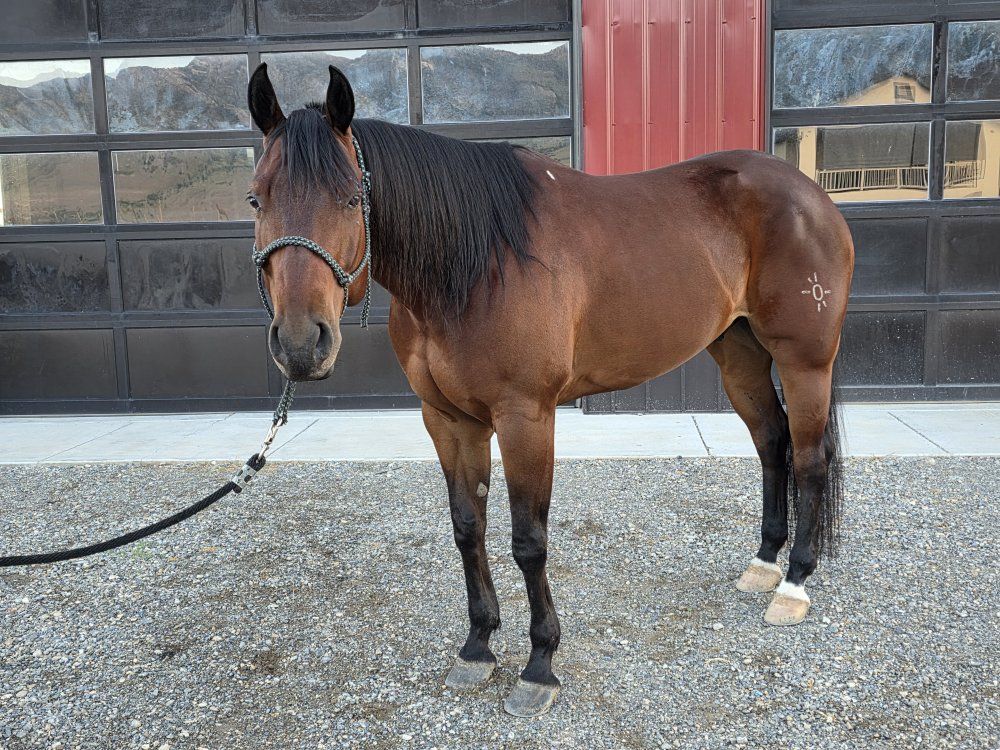 AQHA 6 year old bay gelding.