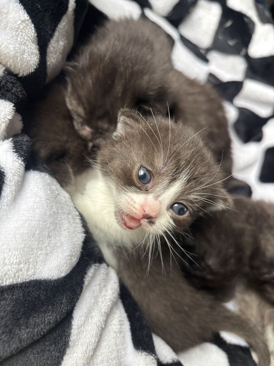 Scottish Straight Munchkin Kittens