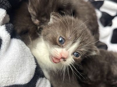 Scottish Straight Munchkin Kittens
