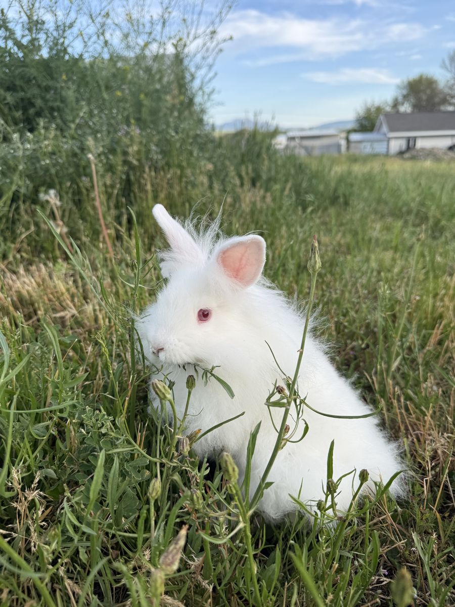 Adorable Lionshead Mix Bunny