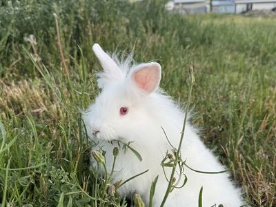 Adorable Lionshead Mix Bunny
