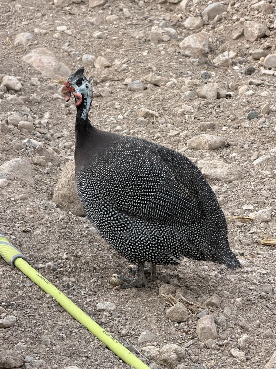 Guinea fowl