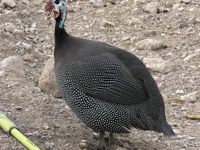 Guinea fowl