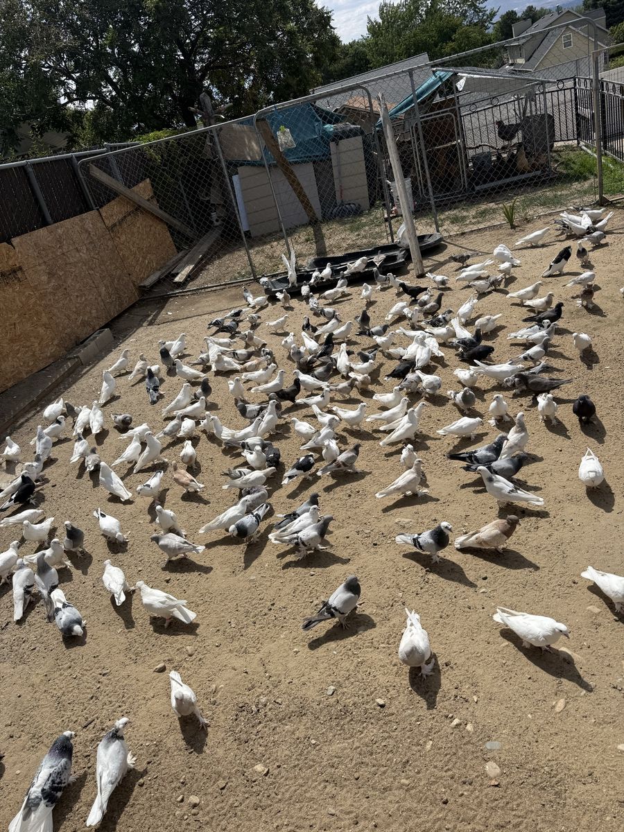 Healthy Pigeons for Release - Various Colors - Fireworks Alternative for Celebrations