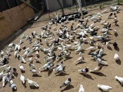 Healthy Pigeons for Release - Various Colors - Fireworks Alternative for Celebrations