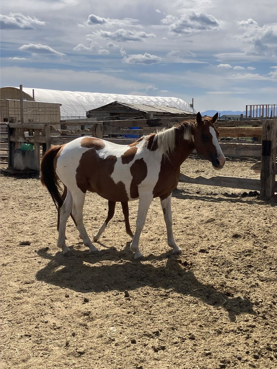 Paint Mare with colt