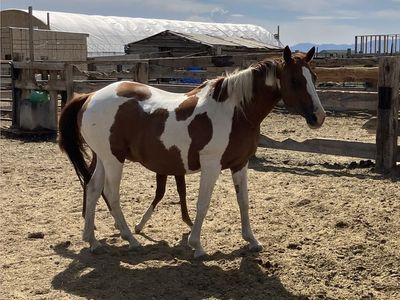 Paint Mare with colt